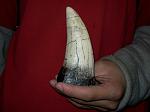 Tyrannosaurus tooth. 4 1/2 inches in length.