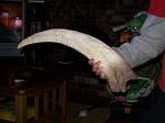 Therizinosaurus claw. 15-inches in length.
