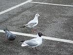 Black-Headed Gulls (Keehar from Watership Down) and a feral pigeon . The rear Gull is a juvenile but they all lose their black heads in the winter....