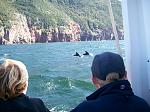 Capt Mark's Whale Watching Tour --- Pleasant Bay, Nova Scotia. 
 
(Sorry I couldn't get any better pictures of the whales, but you try holding a...