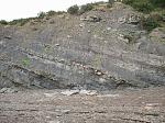 Fossil Cliffs --- Joggins, Nova Scotia